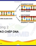 Bài giảng Sinh học phân tử: Chương 2 - Bùi Hồng Quân