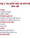 Bài giảng Sinh học đại cương - Chương 3: Sự phân bào và sinh sản của sinh vật