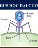 Bài giảng Vi sinh vật học đại cương (Microbiologie): Chương 3 - PGS. TS. Nguyễn Bá Hiên