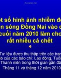 Một số hình ảnh nhiễm độc trên sông Đồng Nai vào dịp cuối năm 2010 làm cho rất nhiều cá chết