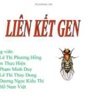 Giáo án điện tử môn sinh vật: Liên kết gene