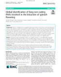 Global identification of long non-coding RNAs involved in the induction of spinach flowering