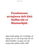 Pseudomonas aeruginosa tách khỏi biofilm khi có Rhamnolipid.