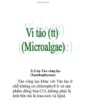 Vi tảo (part 6)