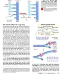 Công nghệ gene : Cơ sở phân tử của di truyền part 3