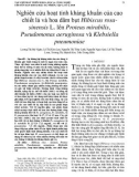 Nghiên cứu hoạt tính kháng khuẩn của cao chiết lá và hoa dâm bụt Hibiscus rosasinensis L. lên Proteus mirabilis, Pseudomonas aeruginosa và Klebsiella pneumoniae