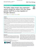 The barley stripe mosaic virus expression system reveals the wheat C2H2 zinc finger protein TaZFP1B as a key regulator of drought tolerance