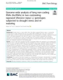 Genome-wide analysis of long non-coding RNAs (lncRNAs) in two contrasting rapeseed (Brassica napus L.) genotypes subjected to drought stress and rewatering