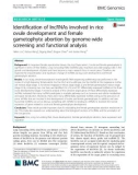 Identification of lncRNAs involved in rice ovule development and female gametophyte abortion by genome-wide screening and functional analysis