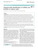 Genome-wide identification of miRNAs and lncRNAs in Cajanus cajan