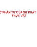 CƠ SỞ PHÂN TỬ CỦA SỰ PHÁT TRIỂN THỰC VẬT