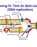 Bài giảng Sinh học phân tử - Chương 4: Tính tổn định của DNA