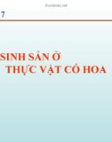 Bài giảng Chương 7: Sự sinh sản ở thực vật có hoa