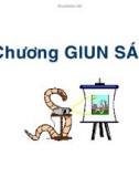 Bài giảng về Giun sán