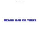 Bệnh hại do Virus_bệnh hại hoa thuốc lá