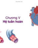 Bài giảng Sinh học động vật - Chương 5.2: Hệ tuần hoàn