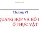 Chương 6: sự quang hợp và hô hấp ở thực vật