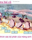 Vận chuyển các chất qua màng sinh chất