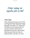 Chức năng và nguồn gốc ty thể