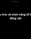 Bài giảng Cấu trúc và chức năng tế bào động vật