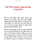 Tài liệu: Các DNA mạch vòng sợi kép và sợi đơn