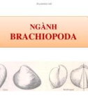 Bài giảng Cổ sinh vật học - Chương 10: Ngành Brachiopoda