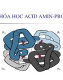 Bài giảng Hóa học Acid amin-protein