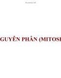 Bài giảng Di truyền học đại cương - Chương 9: Nguyên phân (mitose)