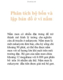 Phân tích bộ bốn và lập bản đồ ở vi nấm