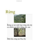 Bài giảng Rừng