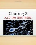 Bài giảng Chương 2: Sự tạo tinh trùng