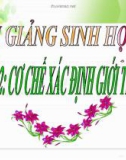 Bài giảng Cơ chế xác định giới tính - Sinh học 9 - GV. Ng.V.Tài