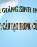 Bài giảng Sinh học 7 bài 47: Cấu tạo trong của thỏ