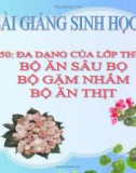 Bài giảng Sinh học 7 bài 50: Đa dạng của lớp thú( tiếp theo) bộ ăn sâu bọ, bộ gặm nhấm, bộ ăn thịt