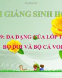 Bài giảng Sinh học 7 bài 49: Đa dạng của lớp thú (tiếp theo) bộ dơi và bộ cá voi