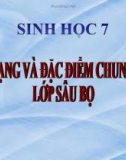 Bài giảng Sinh học 7 bài 27: Đa dạng và đặc điểm chung của lớp sâu bọ