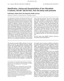 Báo cáo khoa học: Identiﬁcation, cloning and characterization of two thioredoxin h isoforms, HvTrxh1 and HvTrxh2, from the barley seed proteome