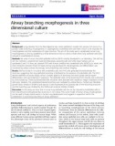 Báo cáo y học: Airway branching morphogenesis in three dimensional culture