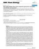 báo cáo khoa học: Rice Yellow Mottle Virus stress responsive genes from susceptible and tolerant rice genotypes