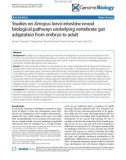 Báo cáo y học: tudies on Xenopus laevis intestine reveal biological pathways underlying vertebrate gut adaptation from embryo to adult