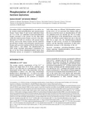 Báo cáo Y học: Phosphorylation of calmodulin