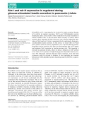 Báo cáo khoa học: Sirt1 and mir-9 expression is regulated during glucose-stimulated insulin secretion in pancreatic b-islets