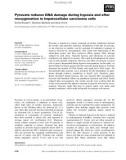 Báo cáo khoa học: Pyruvate reduces DNA damage during hypoxia and after reoxygenation in hepatocellular carcinoma cells