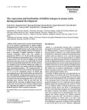 Báo cáo khoa học: The expression and localization of inhibin isotypes in mouse testis during postnatal development