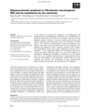 Báo cáo khoa học: Oligosaccharide synthesis in Fibrobacter succinogenes S85 and its modulation by the substrate