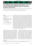 Báo cáo khoa học: ATP-binding domain of heat shock protein 70 is essential for its effects on the inhibition of the release of the second mitochondria-derived activator of caspase and apoptosis in C2C12 cells