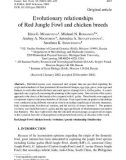 Báo cáo sinh học: Evolutionary relationships of Red Jungle Fowl and chicken breeds