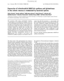 Báo cáo khóa học: Expression of mitochondrial HMGCoA synthase and glutaminase in the colonic mucosa is modulated by bacterial species