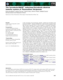 Báo cáo khoa học: The ferredoxin-NADP+ reductase ⁄ferredoxin electron transfer system of Plasmodium falciparum