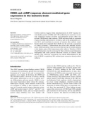 Báo cáo khoa học: CREB and cAMP response element-mediated gene expression in the ischemic brain